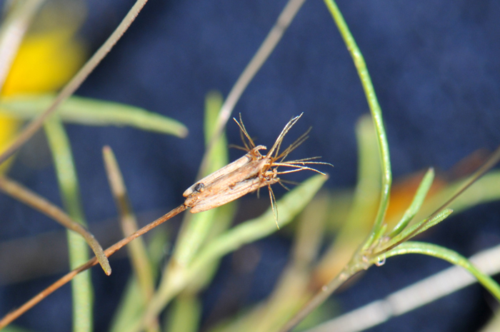 Five-bract Cinchweed has fruit technically known as a cypsela. Plants prefer elevations from 3,000 to 6,500 (914-2,000 m). Pectis filipes